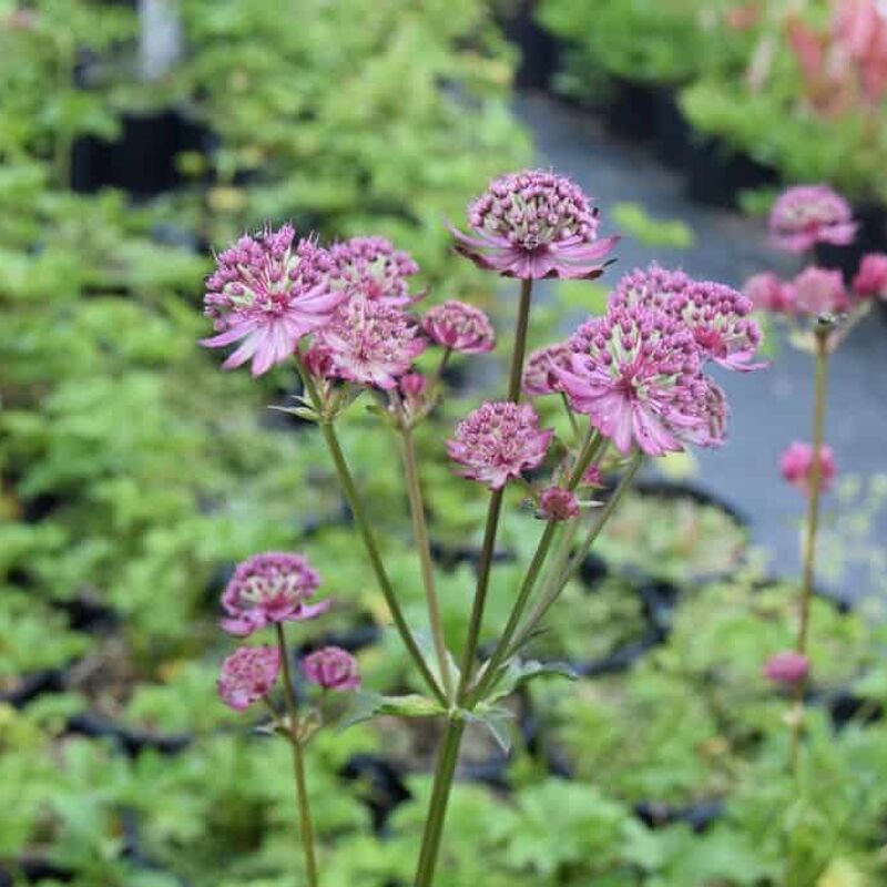 Astrantia major 'Star of Beauty' ® ---